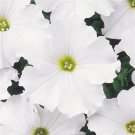 Petunia Seeds Petunia Dreams White 250 Pelleted Seeds