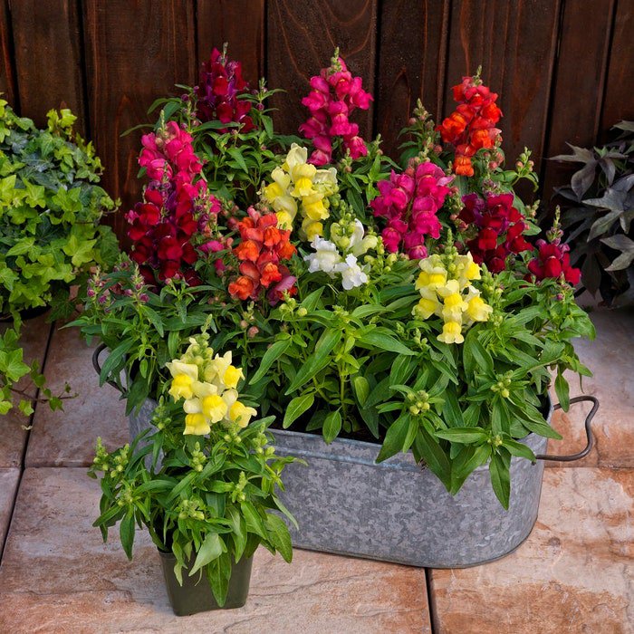 Snapdragon Seeds Snapdragon Candy Tops Mix 50 Pelleted Seeds Dwarf Snapdragon