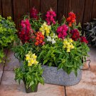 Snapdragon Seeds Snapdragon Candy Tops Mix 50 Pelleted Seeds Dwarf Snapdragon