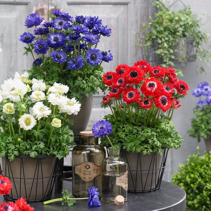 Anemone Seeds Anemone Harmony Double Mix 25 Seeds Double Flower Perennial Seeds