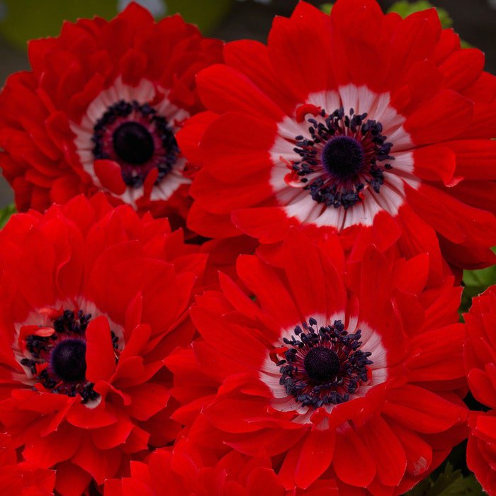 Anemone Seeds Anemone Harmony Double Scarlet 25 Seeds Double Flower Perennial Seeds