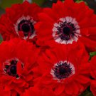 Anemone Seeds Anemone Harmony Double Scarlet 25 Seeds Double Flower Perennial Seeds