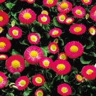 Bellis Seeds Bellis Galaxy Rose 50 Seeds Pelleted Flower Seeds Perennial Seeds
