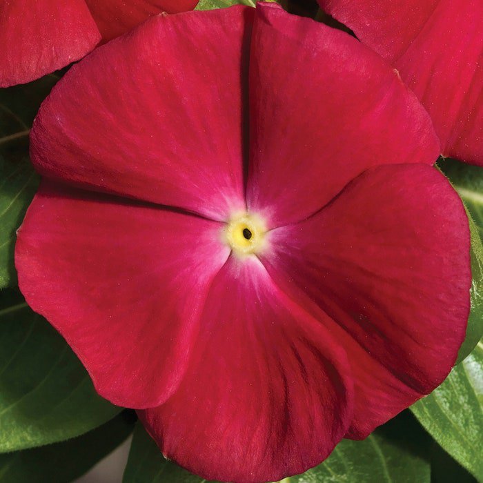 Vinca Vitalia Seeds 50 Vitalia Vinca Cherry Seeds Vinca Seeds