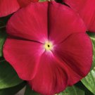Vinca Vitalia Seeds 50 Vitalia Vinca Cherry Seeds Vinca Seeds
