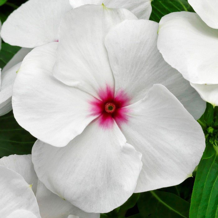 Vinca Vitalia Seeds 50 Vitalia Vinca Polka Dot Seeds Vinca Seeds