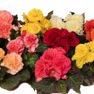 Begonia Seeds Limitless Mix 15 Pelleted Seeds Trailing Begonia