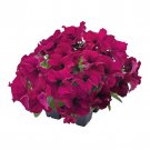 Petunia Seeds Petunia Success 360 Burgundy 250 Pelleted Seeds