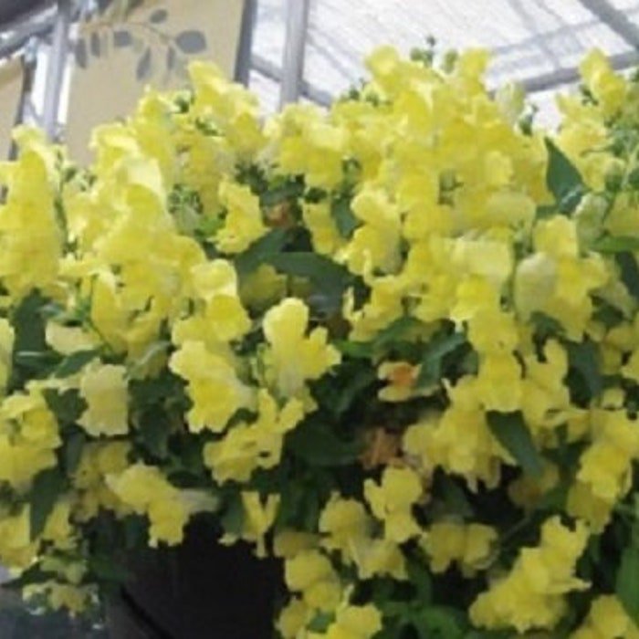 Trailing Snapdragon Seeds Candy Showers Yellow 15 Multi Pelleted Seeds