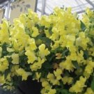 Trailing Snapdragon Seeds Candy Showers Yellow 15 Multi Pelleted Seeds