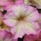 Petunia Sophistica Antique Shades Petunia Seeds 15 Pelleted Flower Seeds