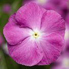 Vinca Seeds Vinca Sunstorm Orchid Halo 100 Seeds Catharanthus Roseus
