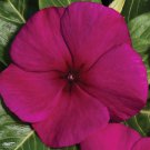 Vinca Vitalia Seeds 50 Vitalia Vinca Burgundy Seeds Vinca Seeds
