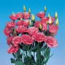 Pelleted Lisianthus Seeds Rosita Rose Pink 25 Pelleted Seeds