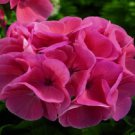 Geranium Maverick Salmon Geranium Seeds 15 Seeds