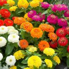 Zinnia Seeds Zinnia Preciosa Mix 25 Seeds Seeds