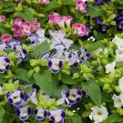 Bin#1R8D1 Torenia Seeds Torenia Little Kiss Mix 50 Pelleted Seeds
