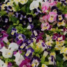Torenia Seeds Kauai Mix 15 Pelleted Seeds Flower Seeds
