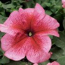 Petunia Seeds Petunia Tritunia Salmon Vein 250 Pelleted Seeds