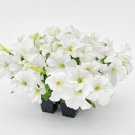 Petunia Seeds Petunia Success 360 White 250 Pelleted Seeds