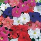 Petunia Seeds Petunia Dreams Mix 250 Pelleted Seeds