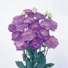 Pelleted Lisianthus Seeds Rosita Blue Flash 25 Pelleted Seeds