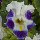 Torenia Seeds Hi Lite Blue Jump 25 Pelleted Seeds