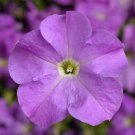Petunia Seeds Petunia Tritunia Lavender 250 Pelleted Seeds