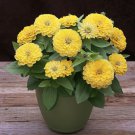 Zinnia Seeds Zinnia Preciosa Light Yellow 25 Seeds Seeds