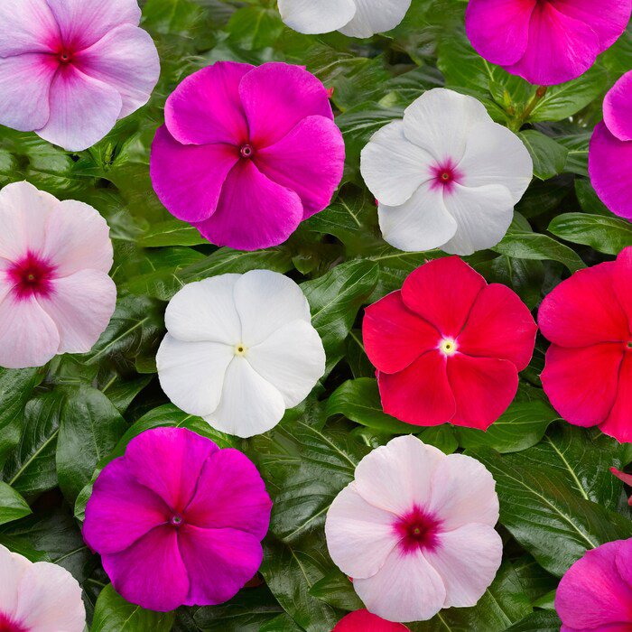 Vinca Seeds Vinca Blockbuster Mix 100 Seeds Variety Catharanthus Roseus
