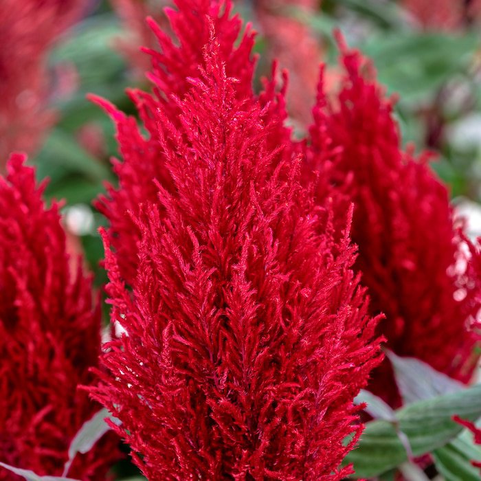 Celosia Seeds Celosia Century Red 50 Seeds Seeds