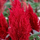 Celosia Seeds Celosia Century Red 50 Seeds Seeds