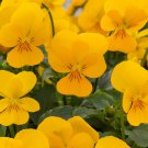 Viola Seeds Viola Rebelina Golden Yellow 50 Seeds Perennial Seeds
