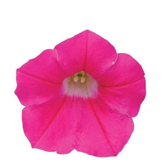 Petunia Seeds Petunia Shock Wave Rose 100 Pelleted Seeds