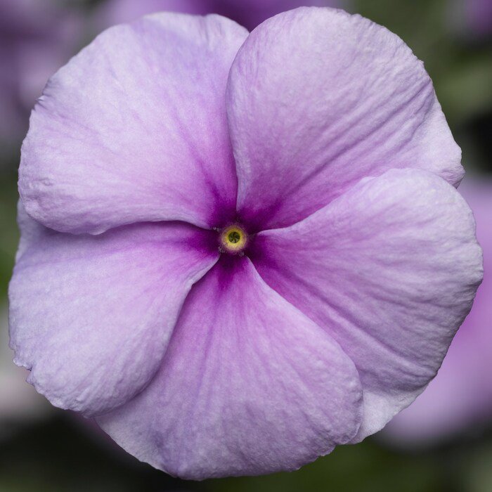 Vinca Seeds Vinca Sunstorm Purple 100 Seeds Catharanthus Roseus