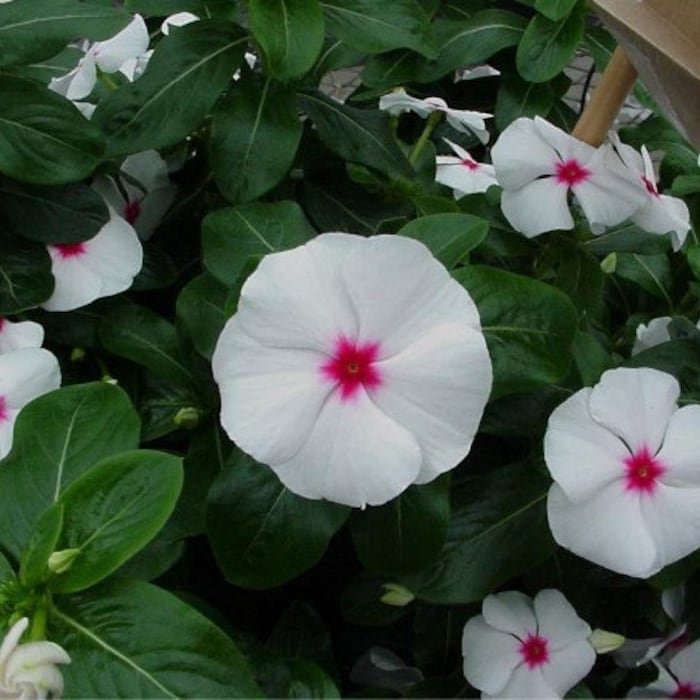 Vinca Seeds Vinca Sunstorm White With Eye 100 Seeds Catharanthus Roseus