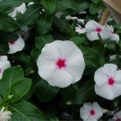 Vinca Seeds Vinca Sunstorm White With Eye 100 Seeds Catharanthus Roseus