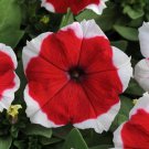 Petunia Seeds Petunia Dreams Red Picotee 250 Pelleted Seeds