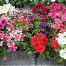Petunia Seeds Petunia Success 360 Maxi Mix 250 Pelleted Seeds