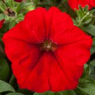 Petunia Seeds Petunia Fotofinsh Red 100 Pelleted Seeds Trailing Petunia