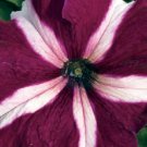 Petunia Seeds Petunia Tritunia Crimson Star 250 Pelleted Seeds