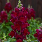 Mpb#4 Snapdragon Seeds Snapdragon Candy Tops Red 50 Pelleted Seeds Dwarf Snapdragon