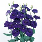 Pelleted Lisianthus Seeds Rosita Sapphire 25 Pelleted Seeds