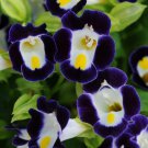 Torenia Seeds Kauai Blue And White 15 Pelleted Seed