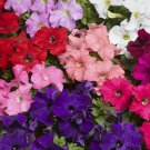 Petunia Seeds Petunia Tritunia Pro Form Mix 250 Pelleted Seeds