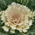 Flowering Kale Seeds Flowering Cabbage Osaka White 50 Seeds Flowering Cabbage Seeds