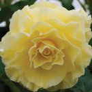 Begonia Seeds Limitless Yellow 15 Pelleted Seeds Trailing Begonia