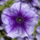Petunia Seeds Petunia Tritunia Blue Vein 250 Pelleted Seeds