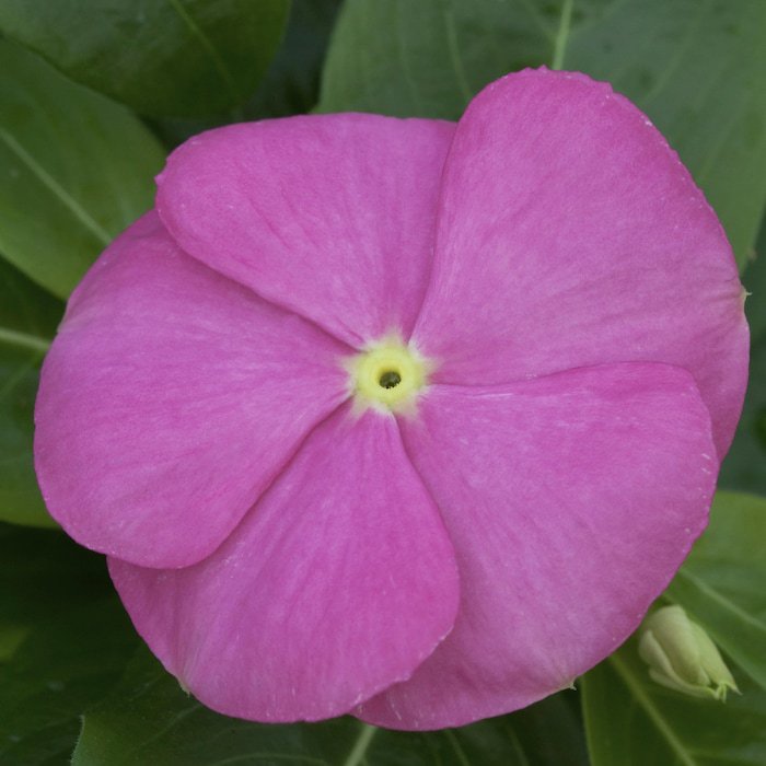 Vinca Seeds Vinca Sunstorm Deep Pink 100 Seeds Catharanthus Roseus