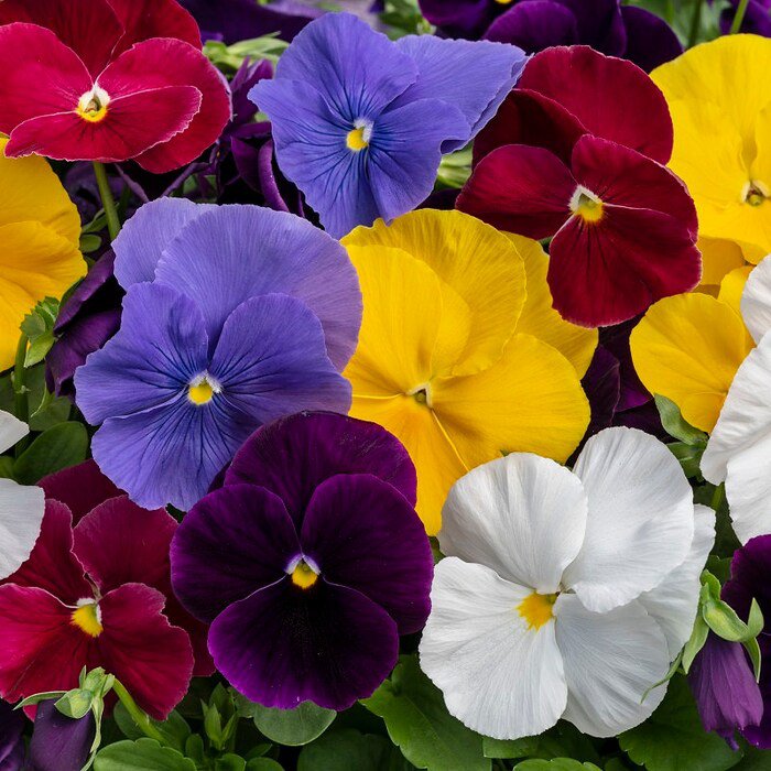 Pansy Seeds Pansy Spring Grandio Clear Mix 50 Seeds Spring Pansy